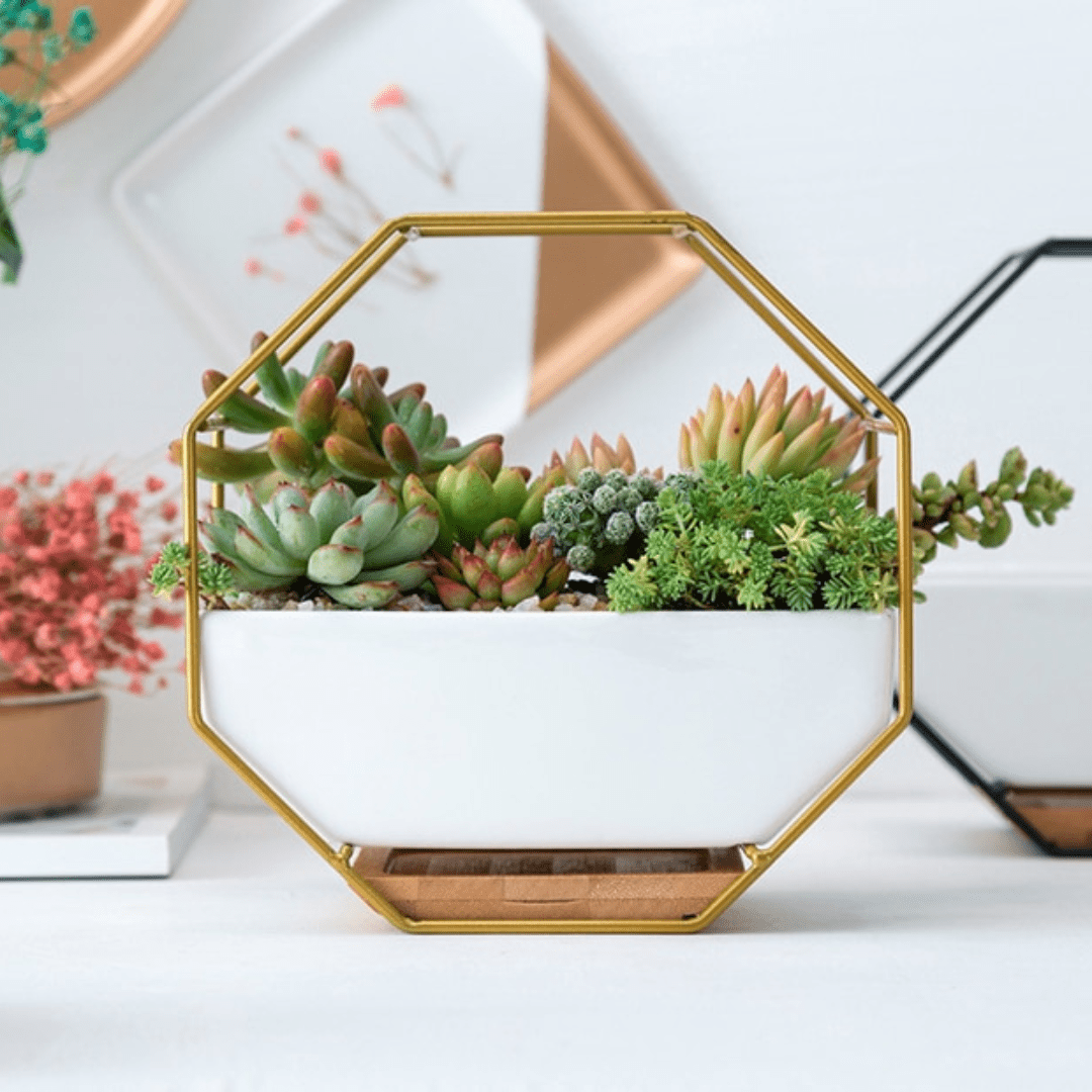 hanging geometric planter Modern Wall Planter, Metal Wire Octagon Design Wall-Mounted Shelves With Ceramic Flower Pot, Air Plant Container Hanging Vase Desktop Succulents Plant